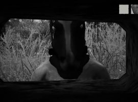 GOG поддержал инди-хоррор Horses после запрета в Steam - изображение 1