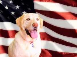 В The American Dream даже собаки знают о важности оружия - изображение 1