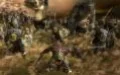Коды по "Warhammer: Mark of Chaos" - изображение 1
