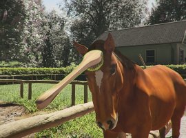 Приютите лошадь: PlayWay анонсировала Horse Shelter 2021 - изображение 1