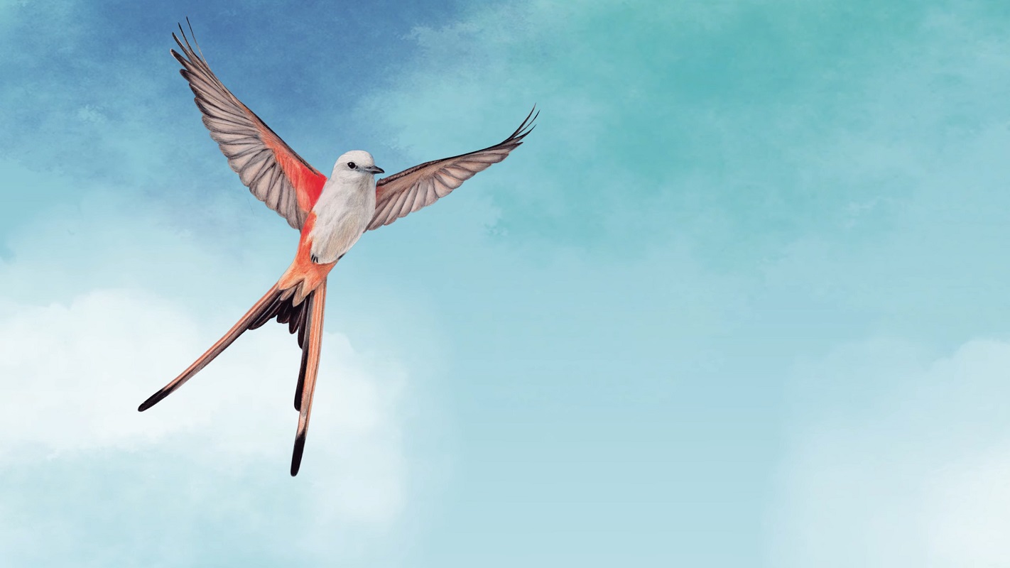 Уютная стратегия про птиц Wingspan выйдет на консолях PS4 и PS5