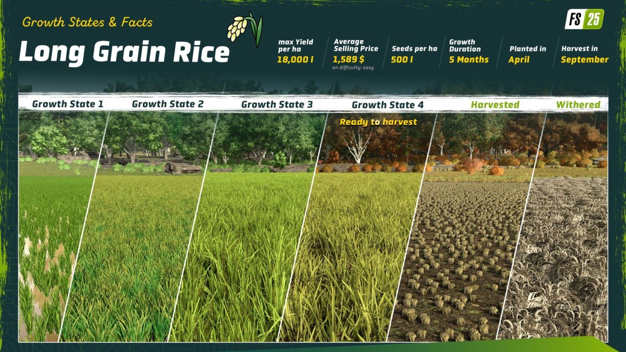 В Farming Simulator 25 впервые появится азиатская карта с рисом - изображение 1 В Farming Simulator 25 впервые появится азиатская карта с рисом - фото 1
