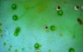 Первый взгляд. Spore - изображение обложка
