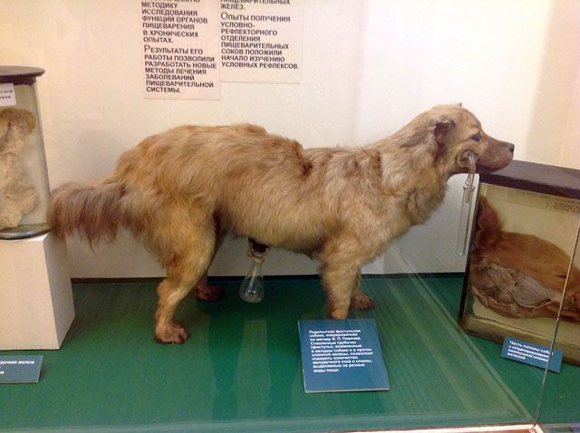 На темной стороне f2p. Путешествие в страшный, пугающий и жестокий мир бесплатных игр - фото 11