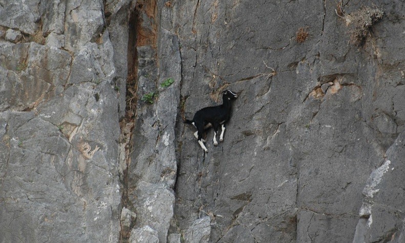 Goat Simulator - фото 9