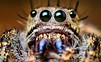 Journey of a Roach - изображение 5 Journey of a Roach - фото 5