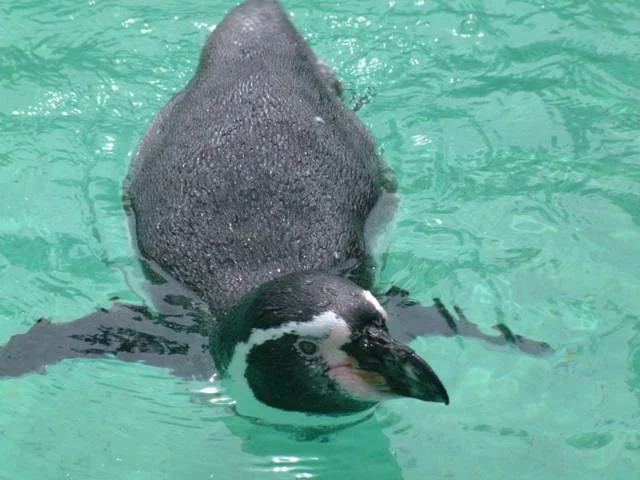 Все о “Пингвиномании“ - фото 11
