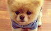 Animal Crossing: New Leaf - изображение 5 Animal Crossing: New Leaf - фото 5