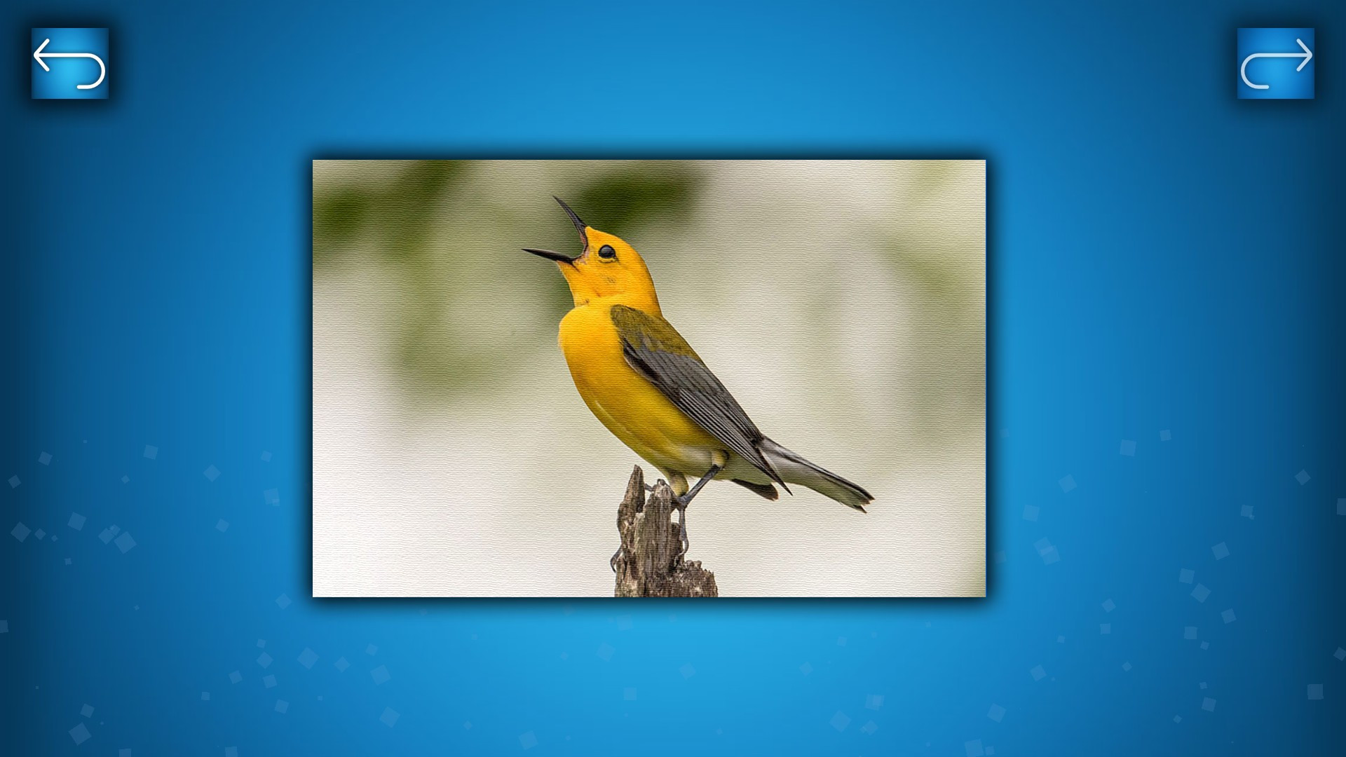 PUZZLE: BIRDS - кадр 1