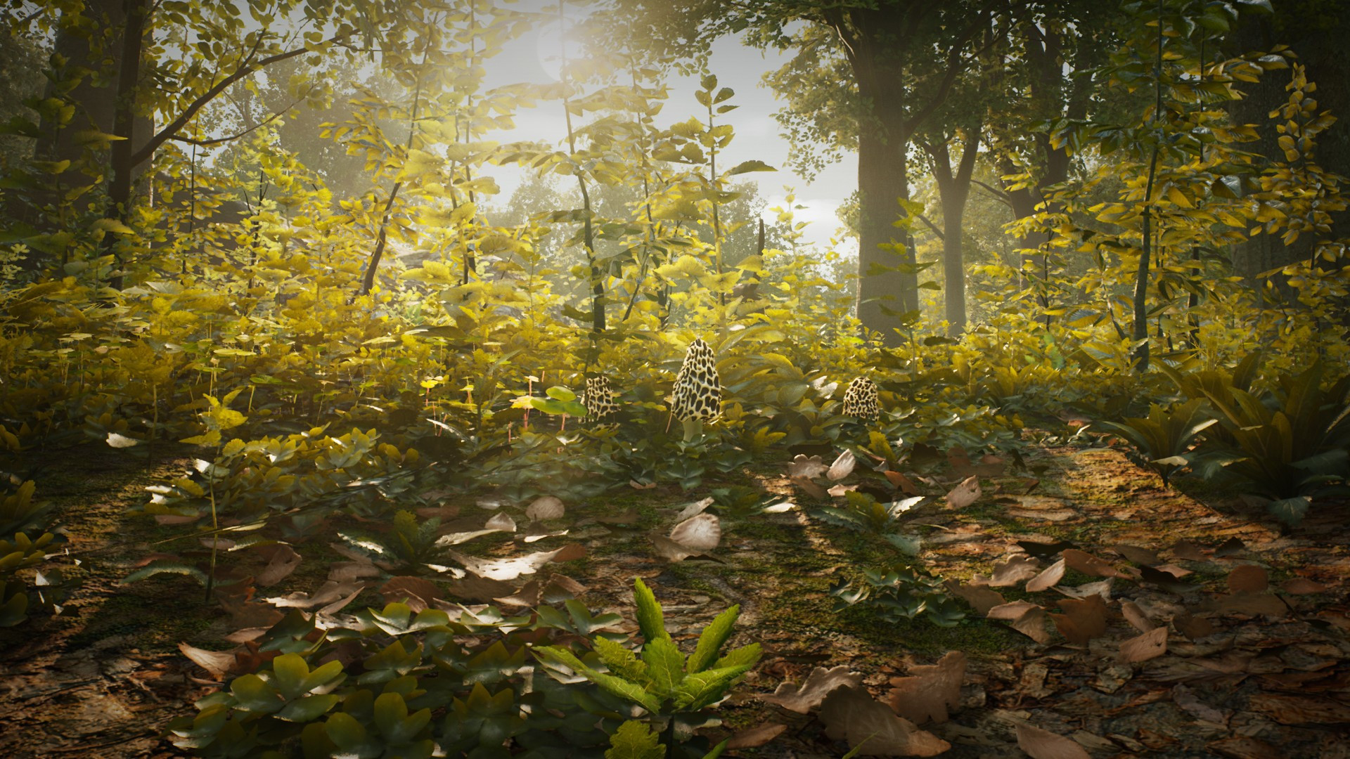 Morels: The Hunt - кадр 2