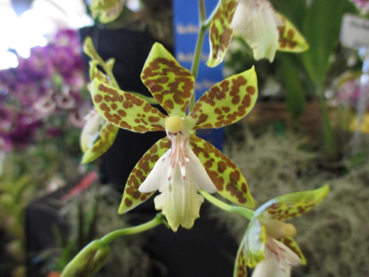 the worst star, the ugliest star (itch) - кадр 1