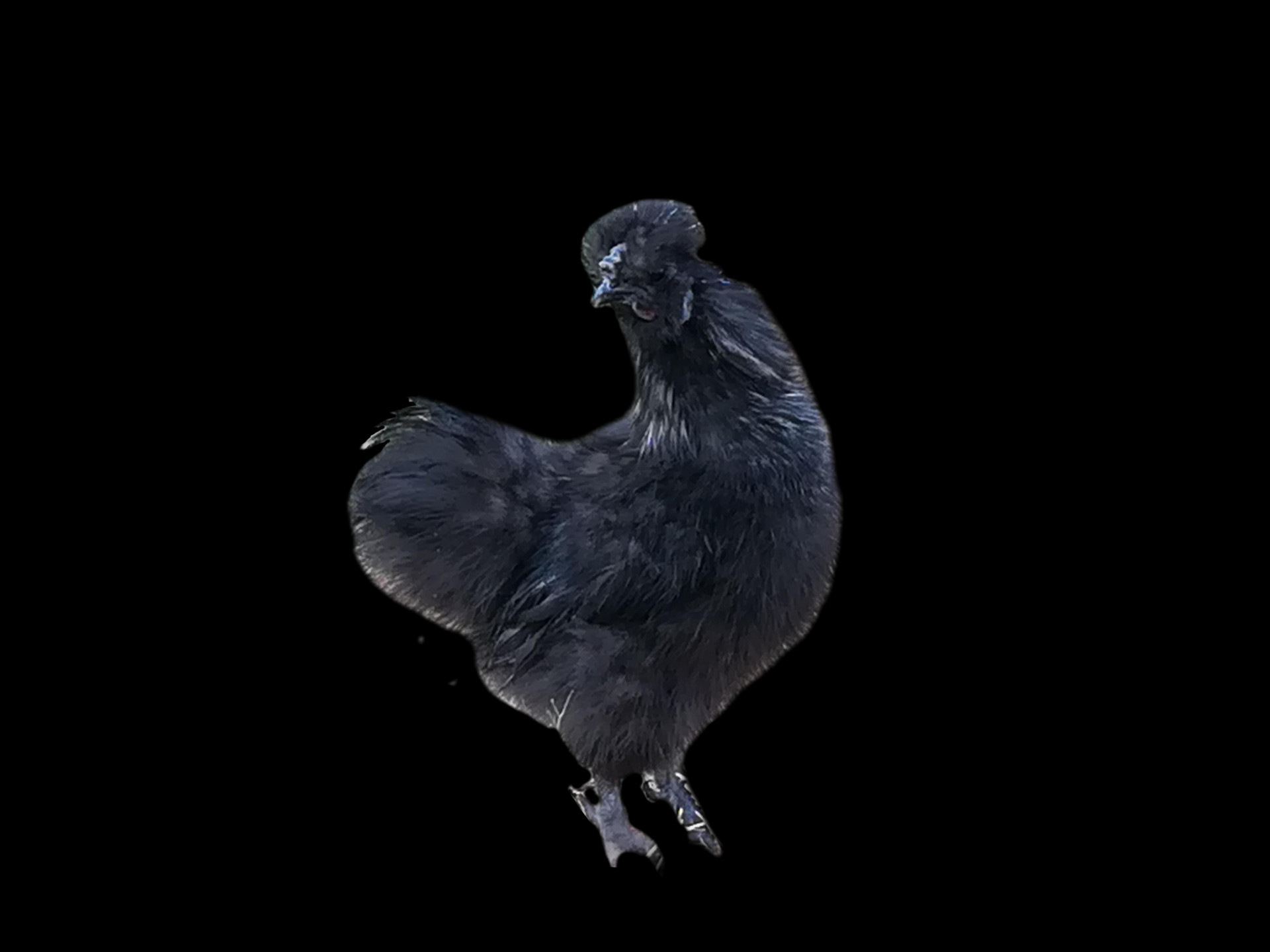 Look At All Those Chickens! (itch) - кадр 1