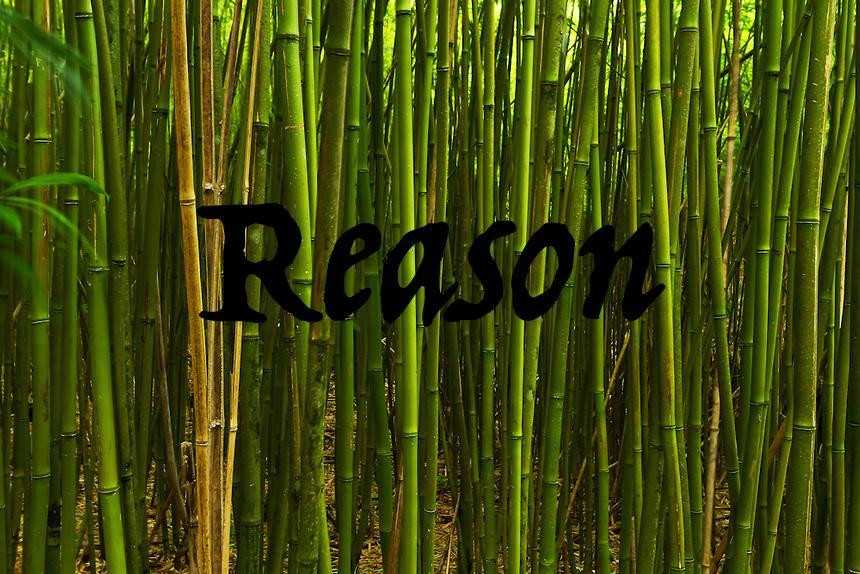 Reason (Scott McCreevey) (itch) - кадр 1