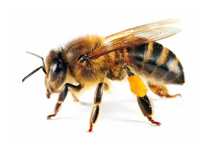 The Bee Cage (itch) - кадр 1