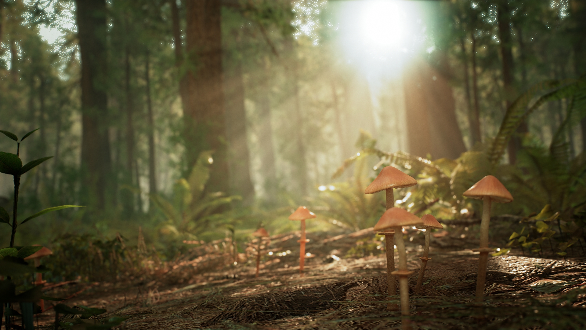 Morels: The Hunt - кадр 7
