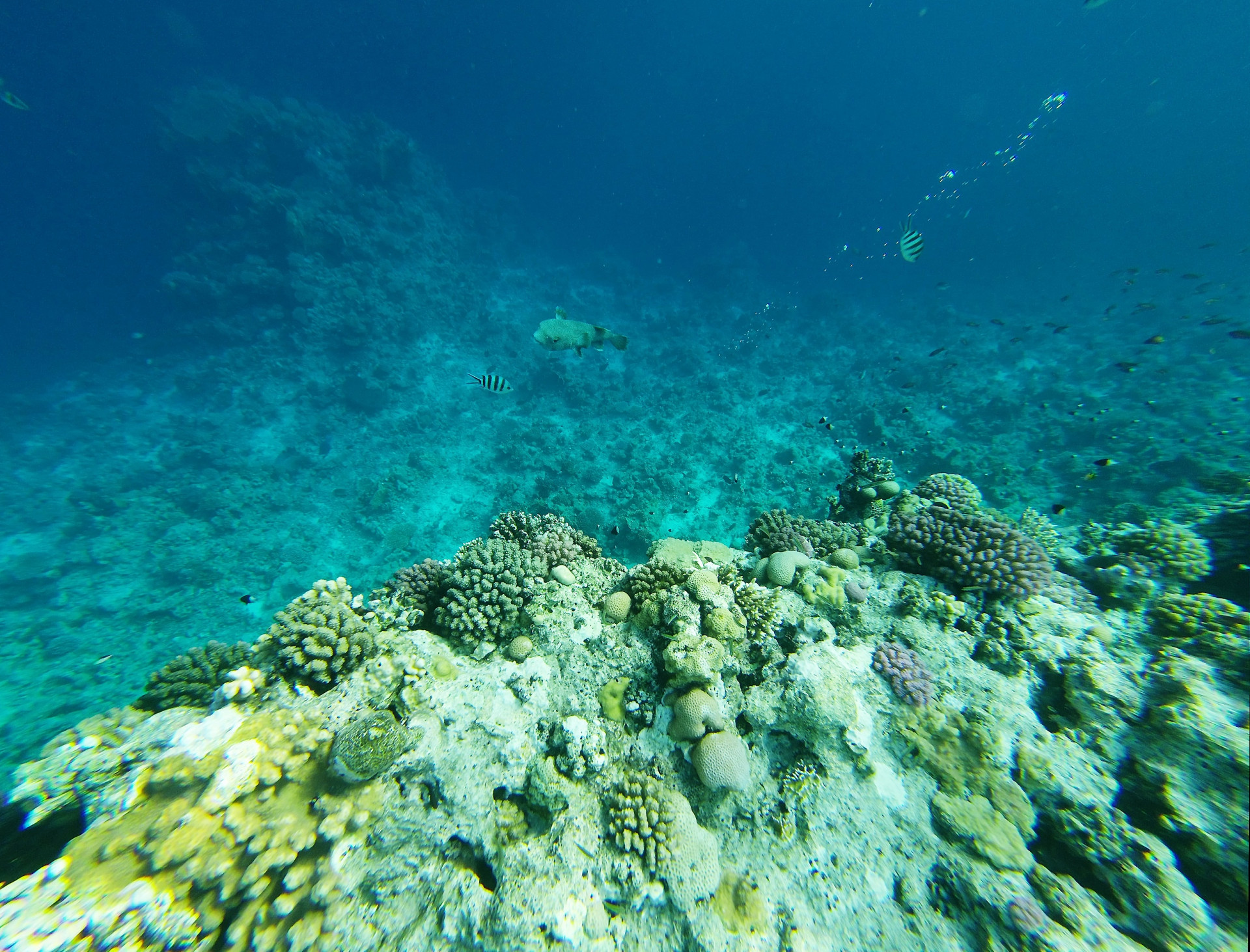 Diving on the Red sea - google cardboard VR (itch) - кадр 1