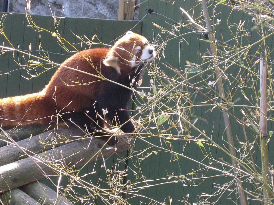Red Panda Adventures (Jam Version) (itch) - кадр 1