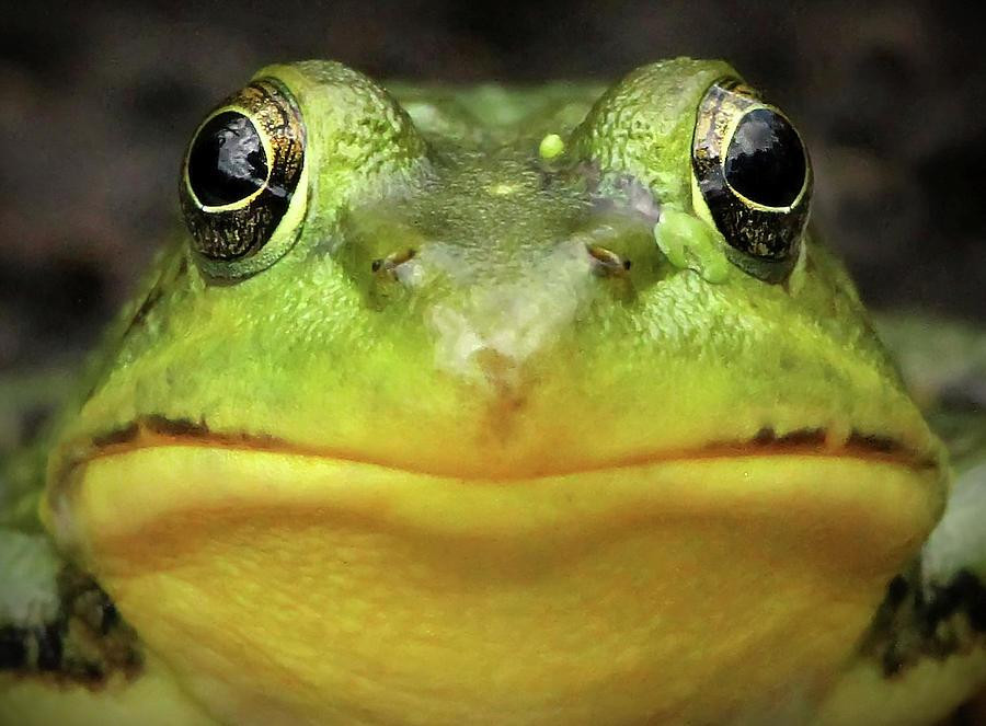 Insurance Fraugg (itch) - кадр 1