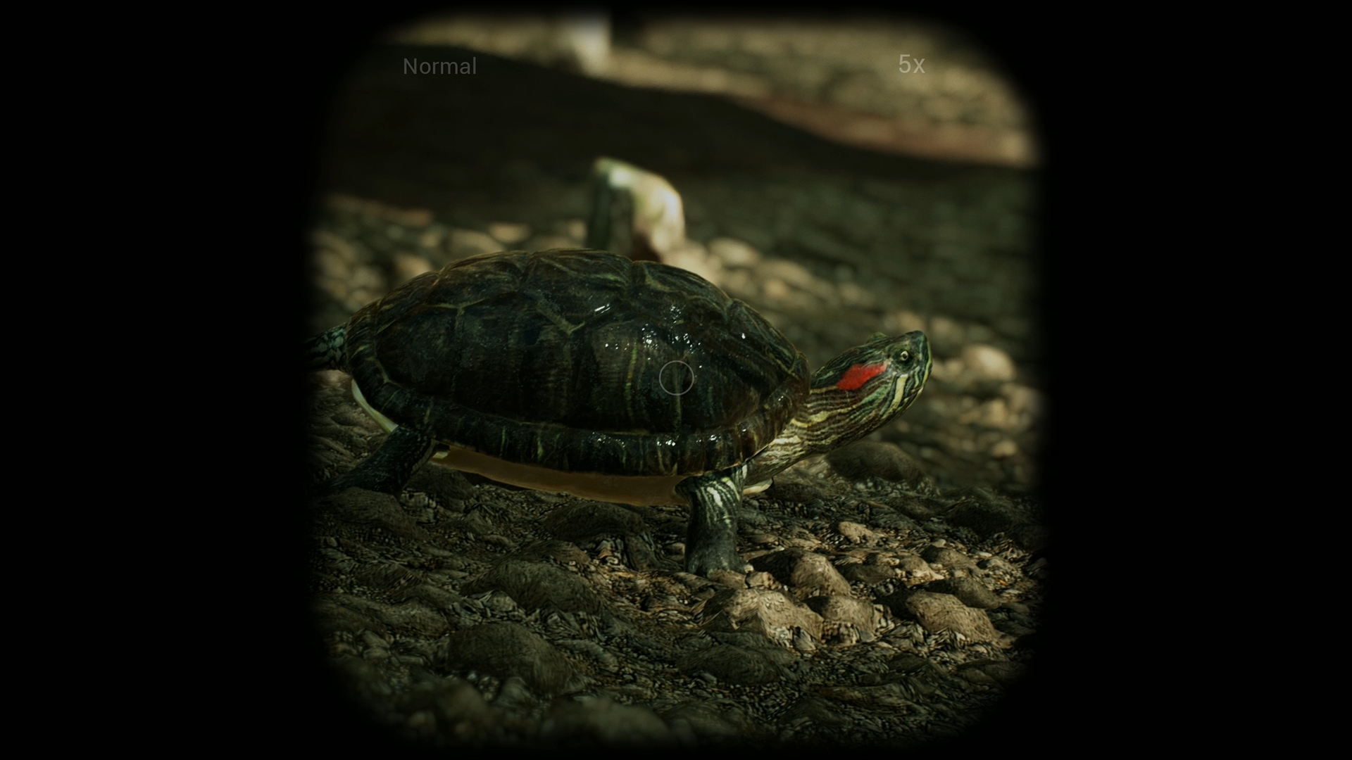 Morels: The Hunt - кадр 11