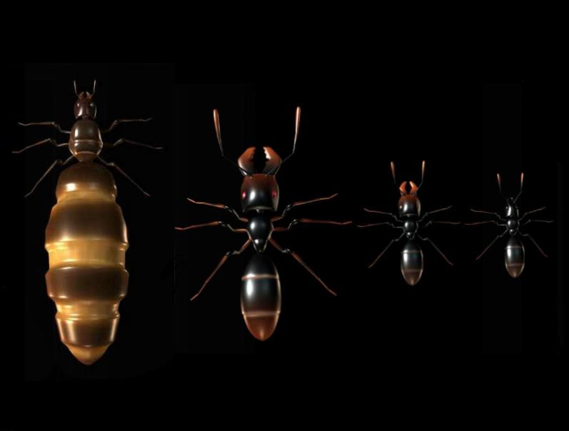 Ant Queen - кадр 1
