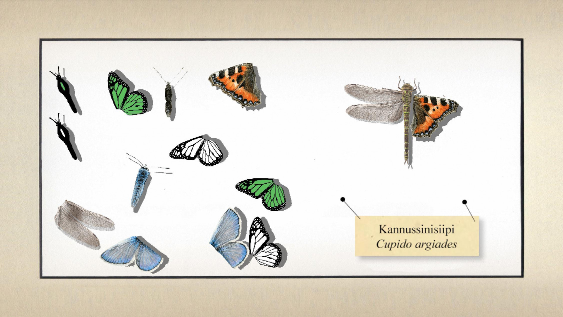 Buggerfly (itch) - кадр 2