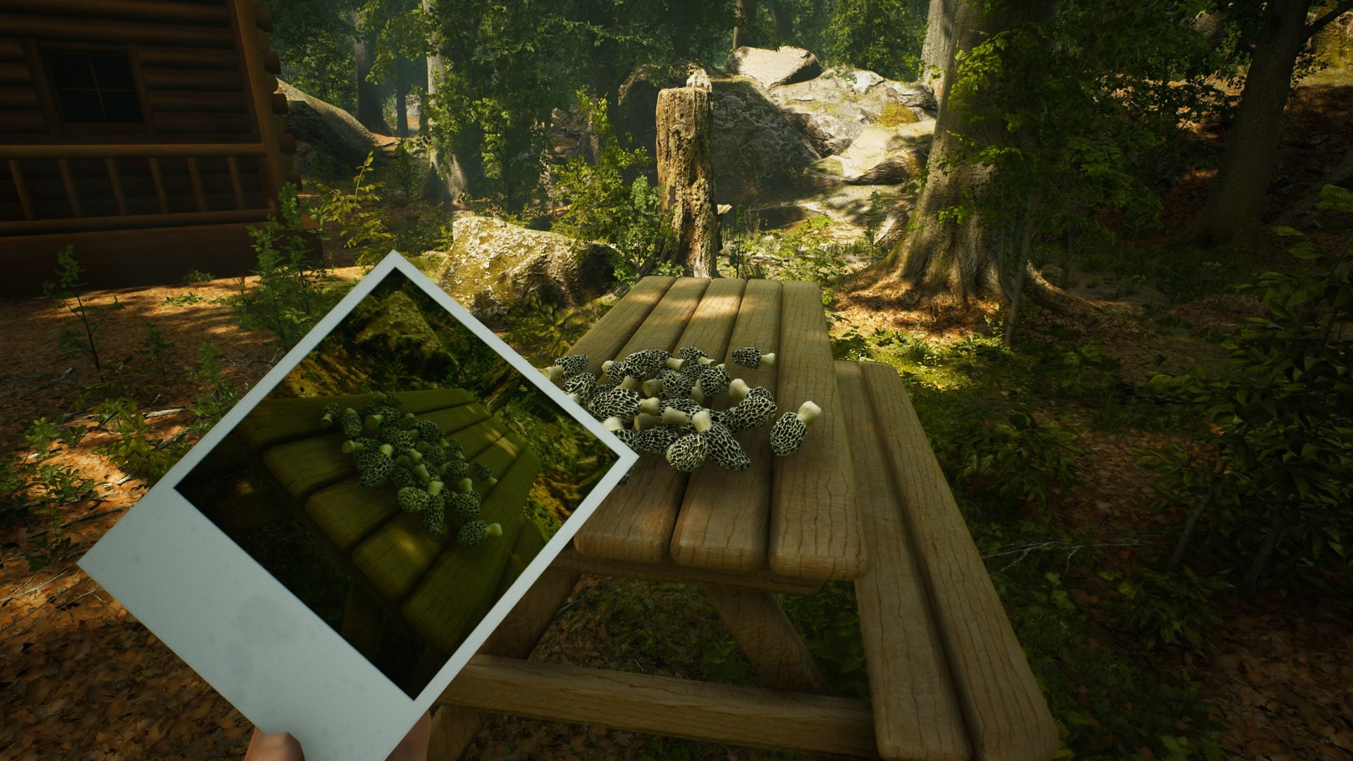 Morels: The Hunt - кадр 13