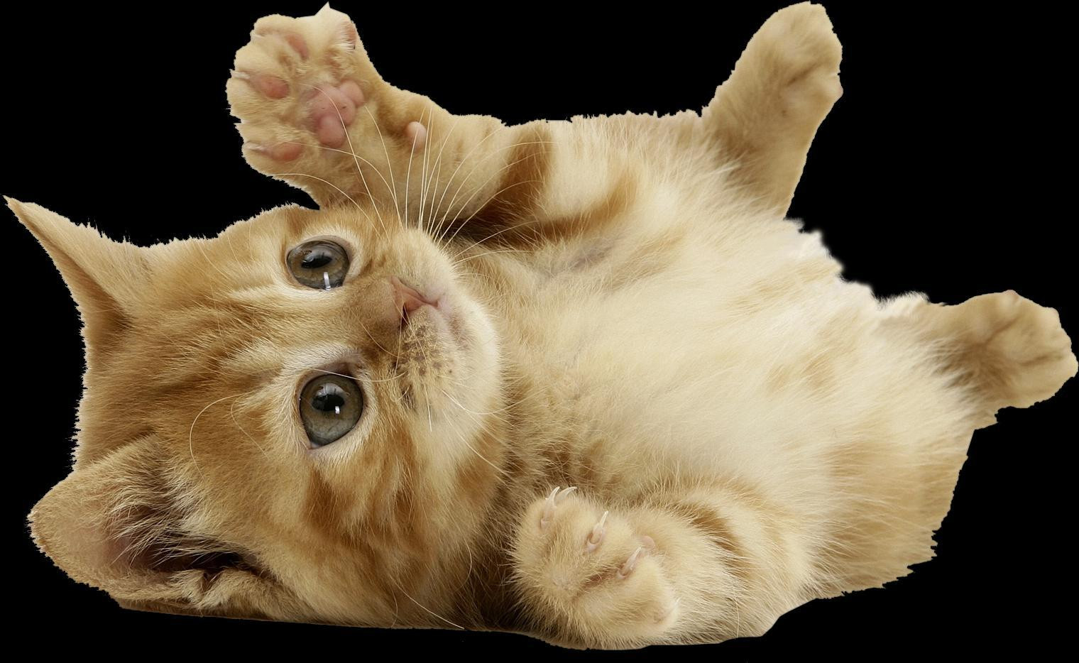 Save The Cats (Prototype) (itch) - кадр 1