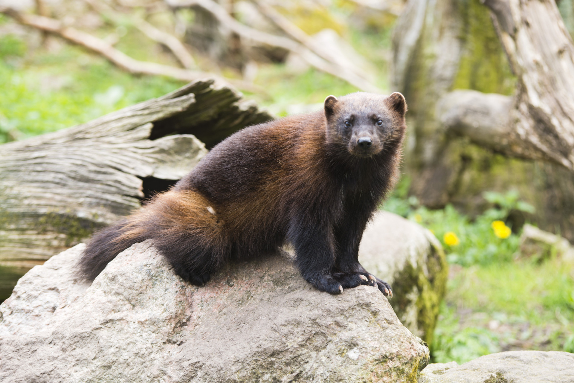 Wolverine Training Simulator 7 (itch) - кадр 3