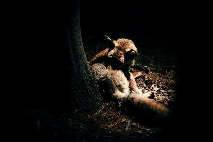 Out of the Forest (itch) - кадр 1