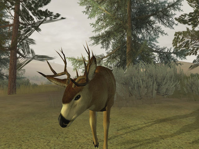 Deer Hunter 2005 - кадр 14