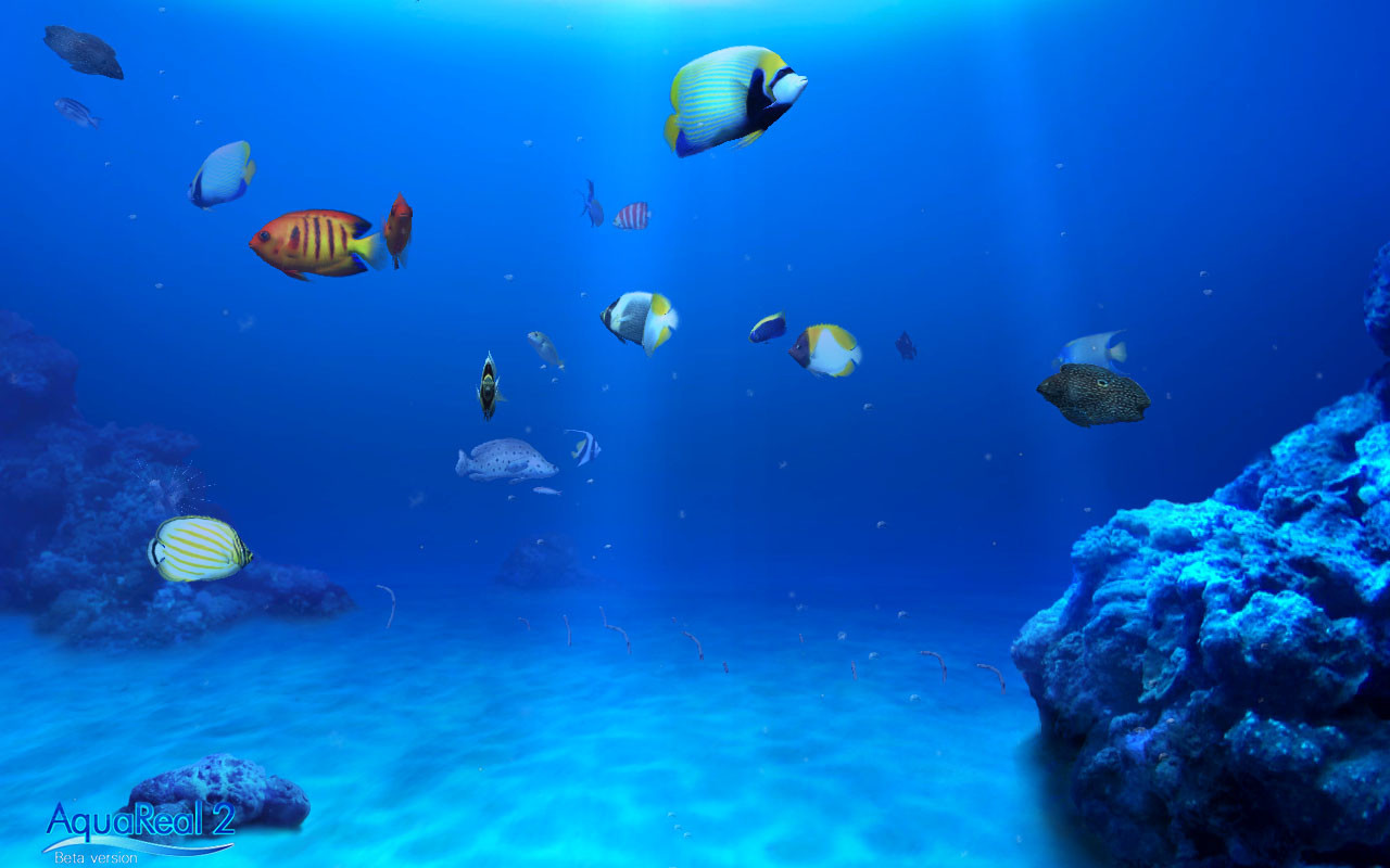 DigiFish Aqua Real 2 - кадр 4