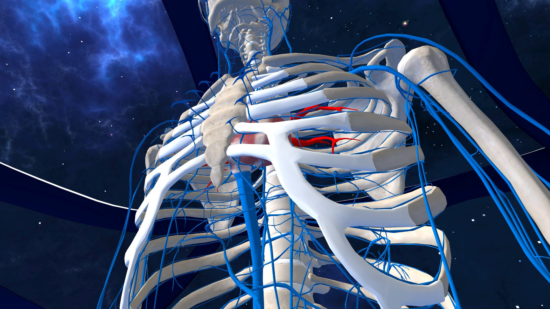Human Anatomy VR - кадр 4