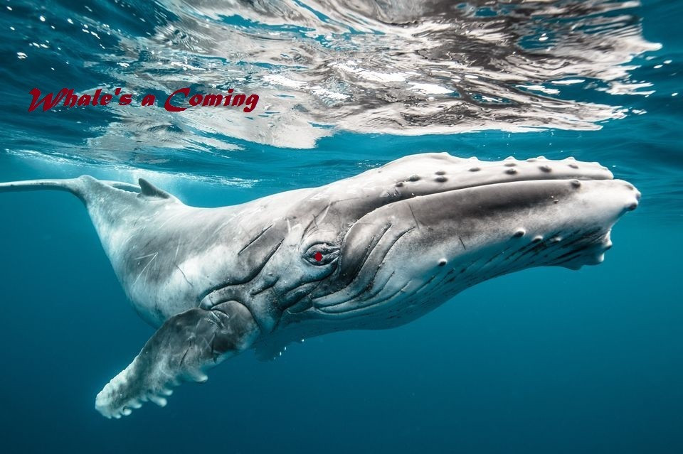Whale's a Coming (itch) - кадр 1