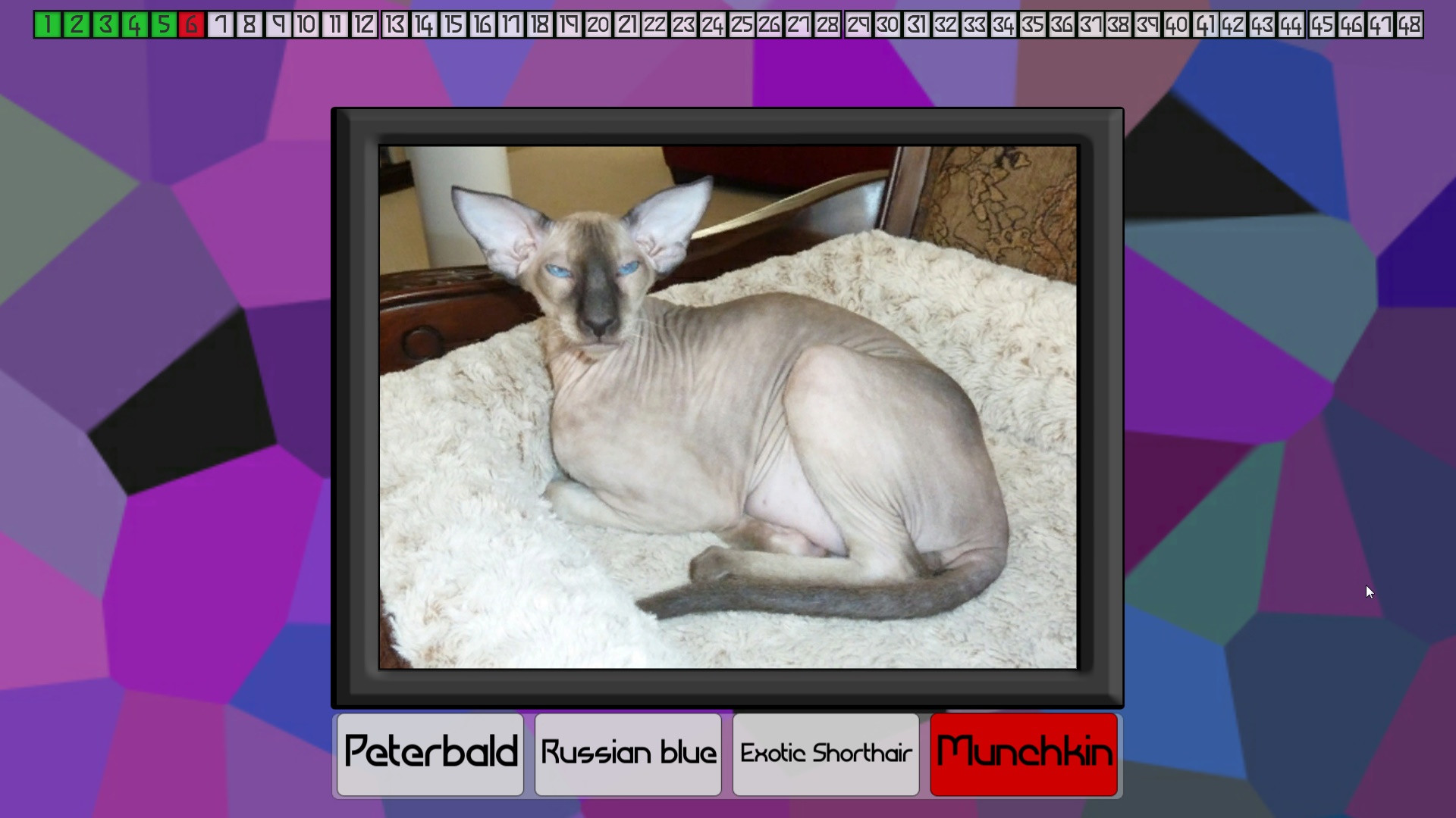 Test your knowledge: Cats - кадр 3