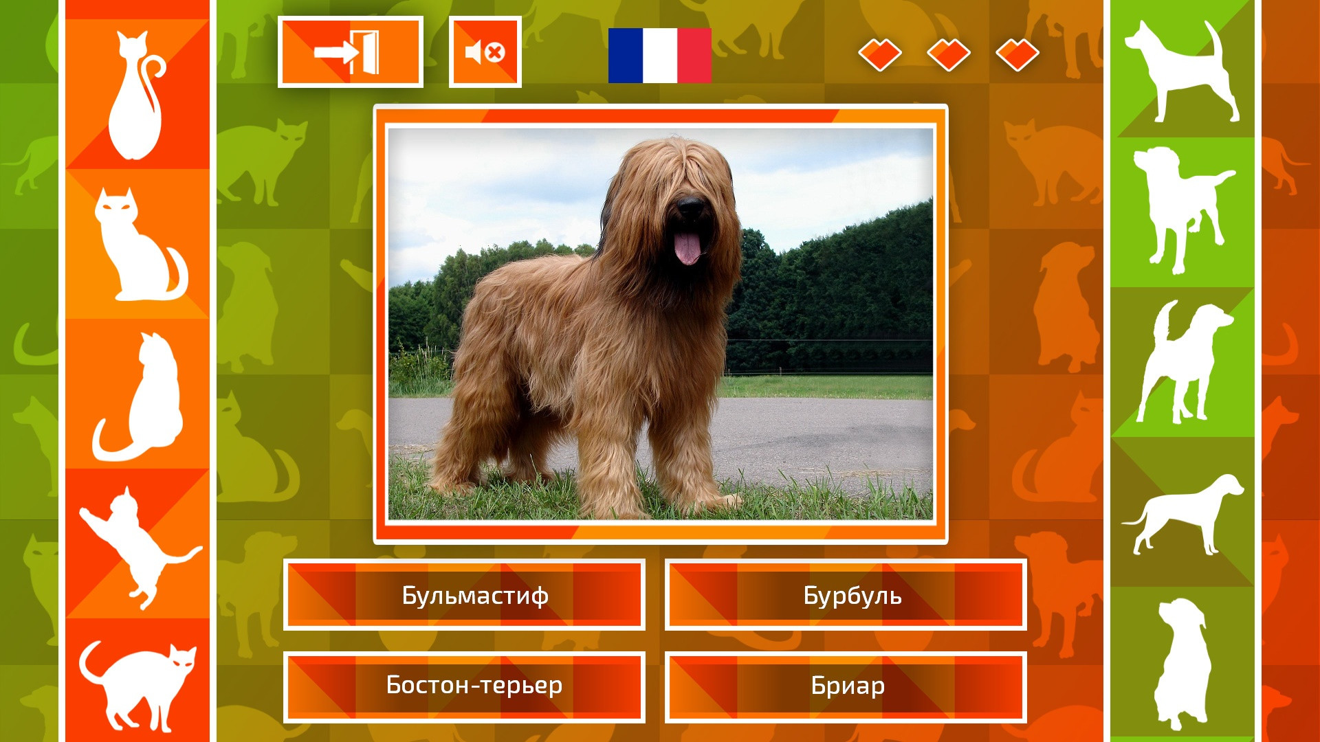 JQ: dogs & cats - кадр 7