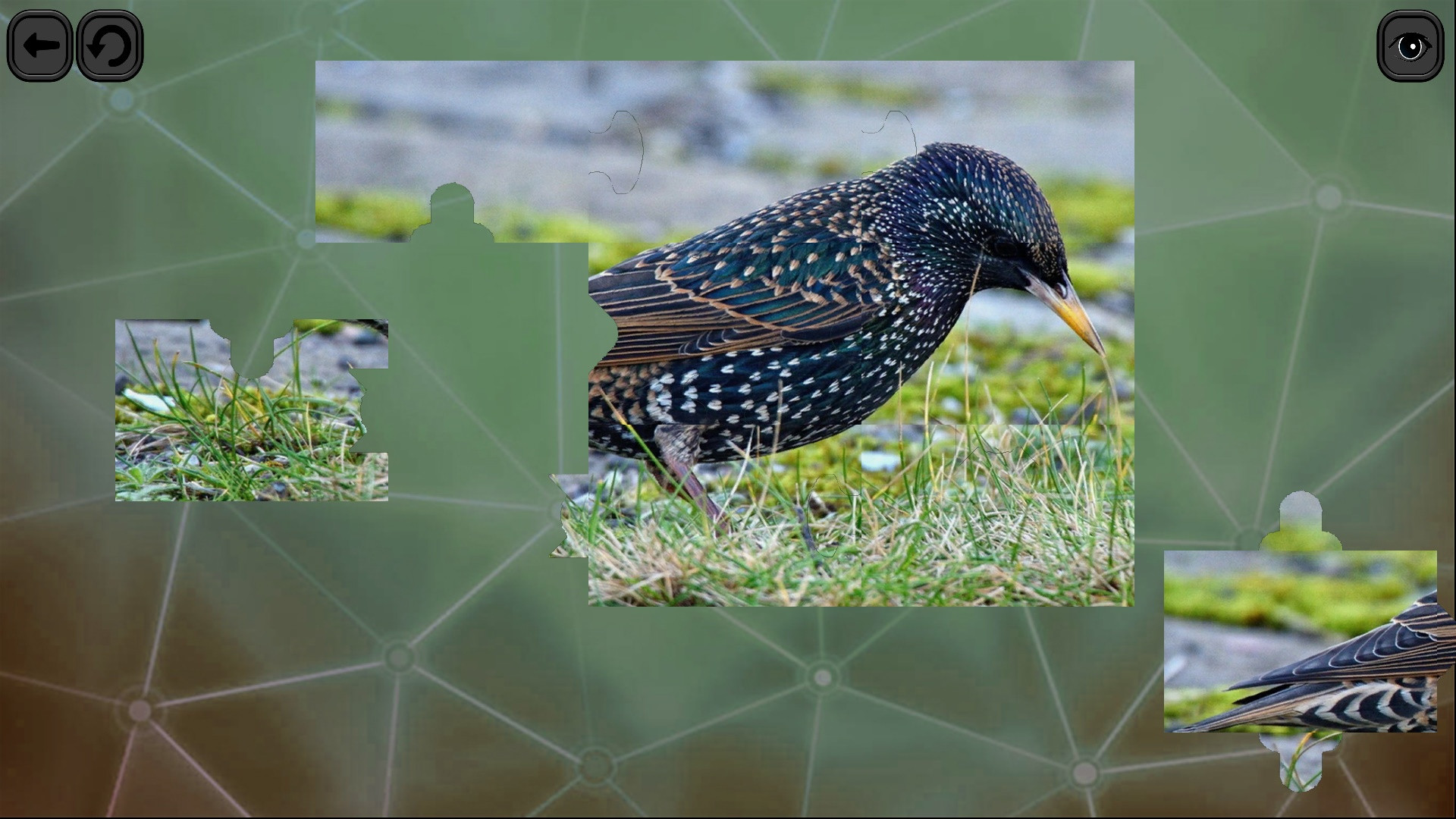 Puzzles for smart: Birds - кадр 3