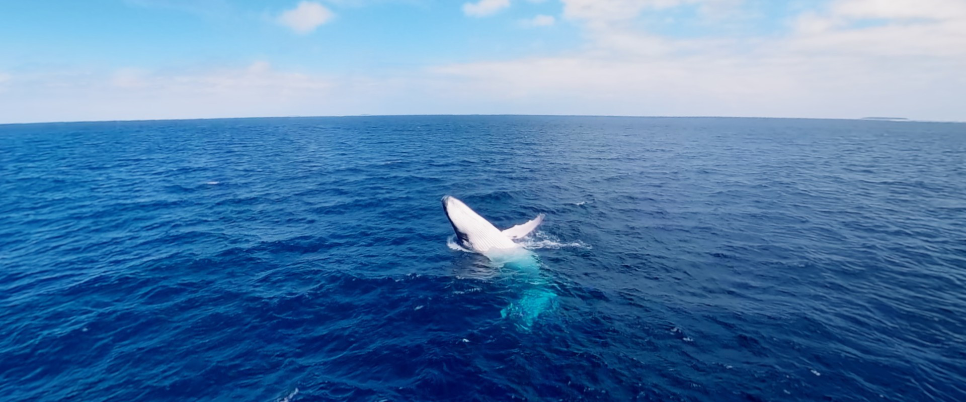 Swimming with Humpbacks - кадр 3