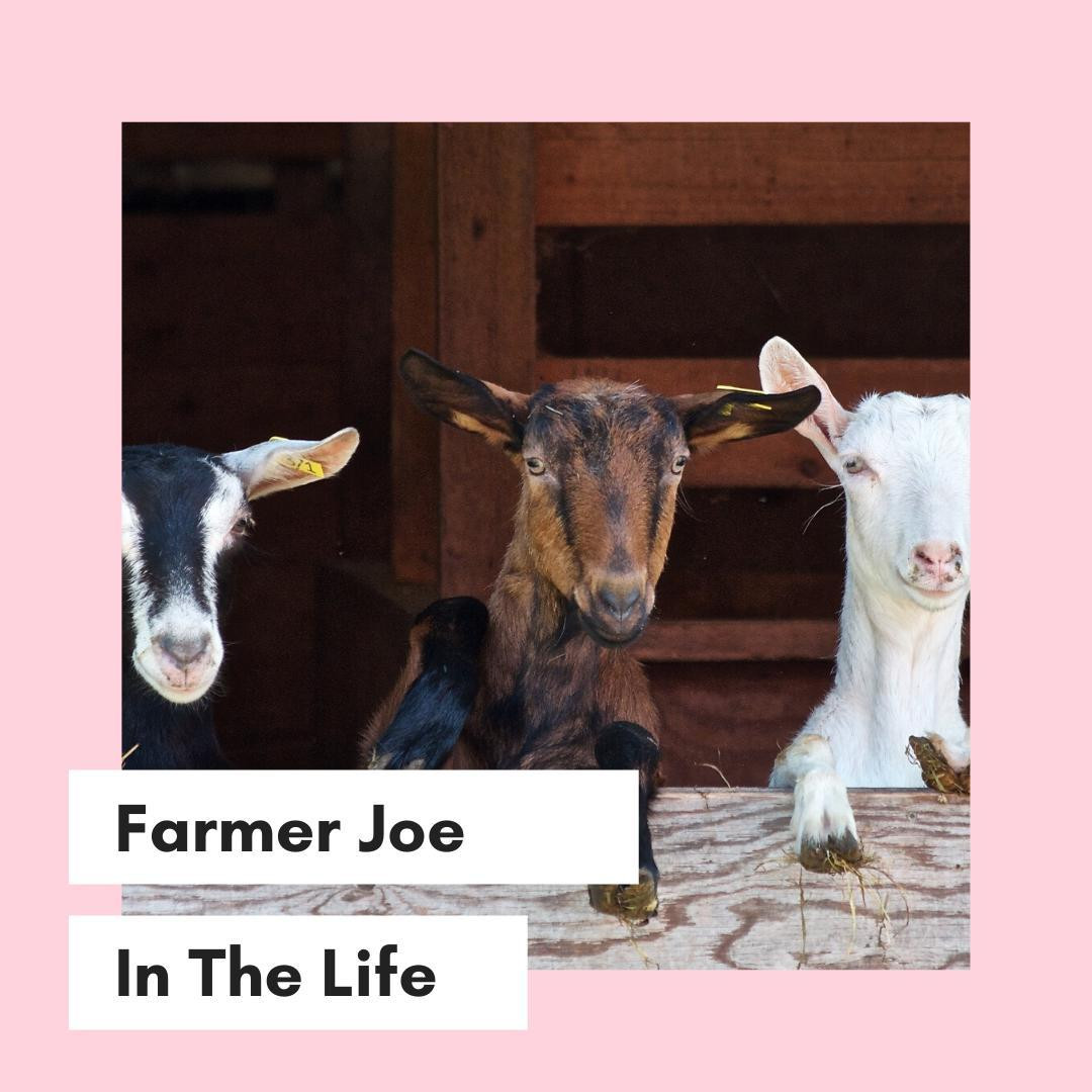 Farmer Joe (itch) - кадр 1