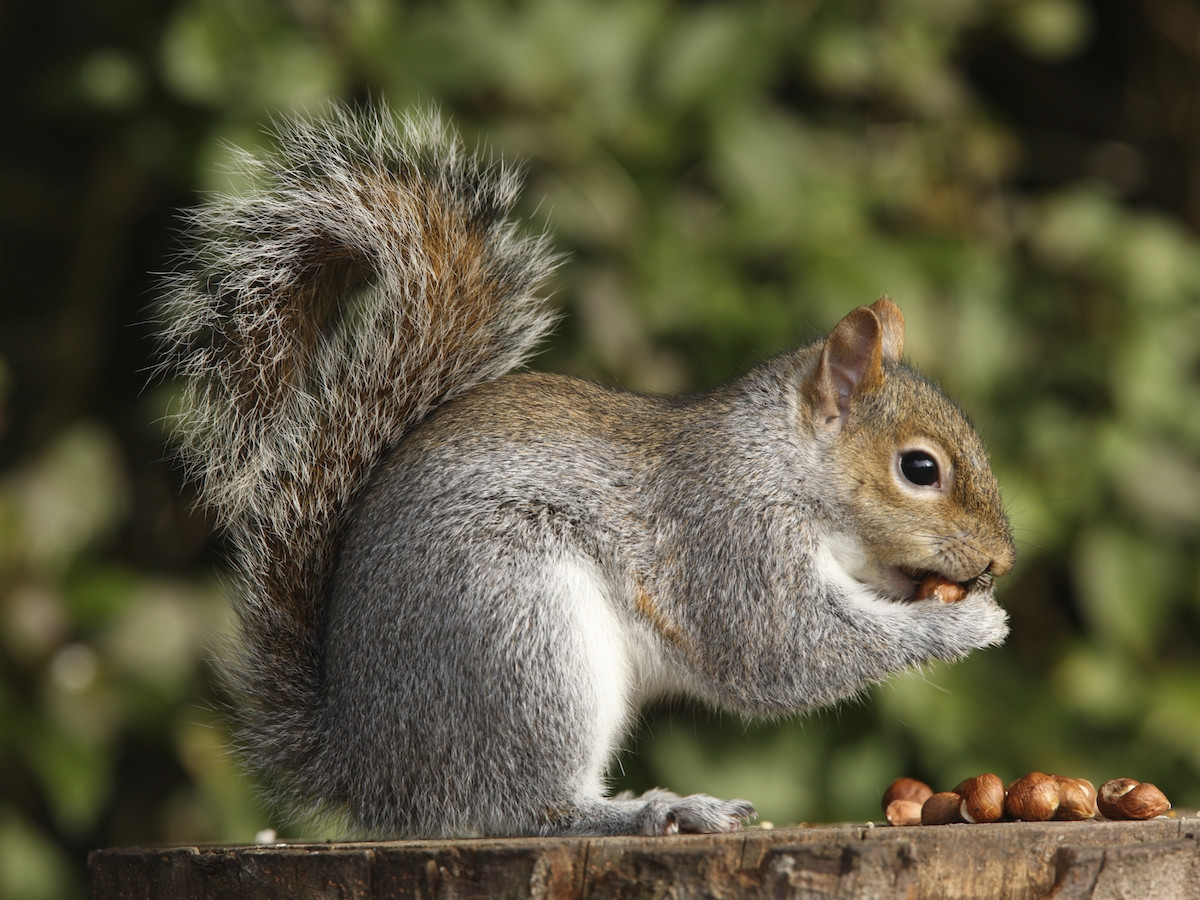 Serious Squirrel (itch) - кадр 1