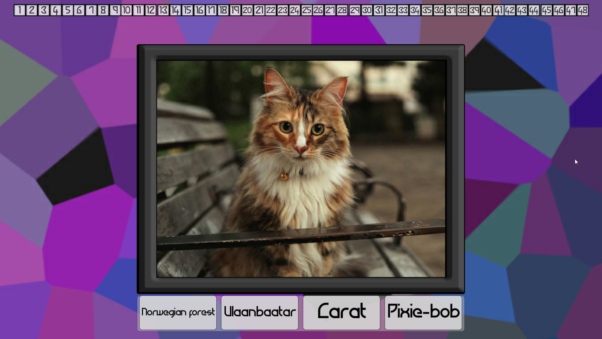 Test your knowledge: Cats - кадр 4