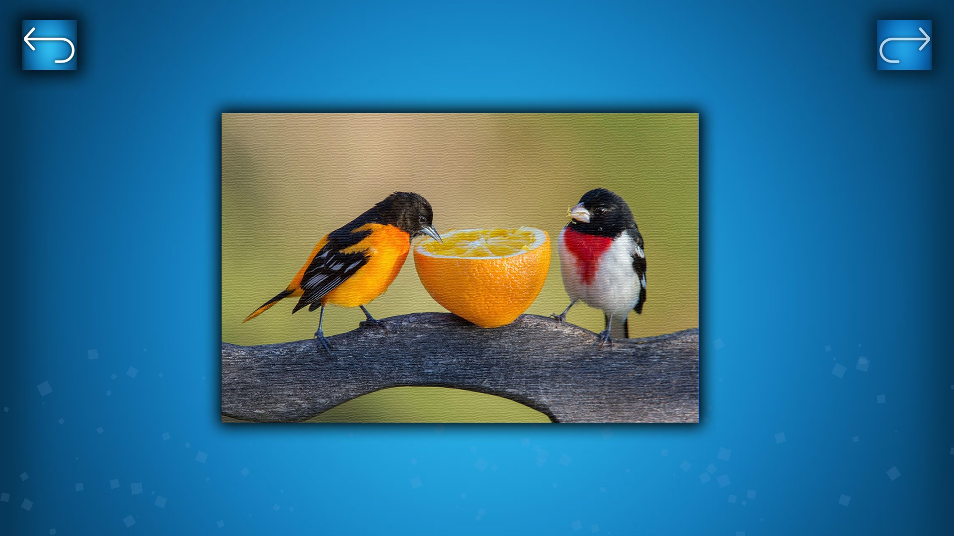 PUZZLE: BIRDS - кадр 3