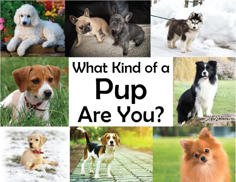 What kind of a Pup Are You? (itch) - кадр 1