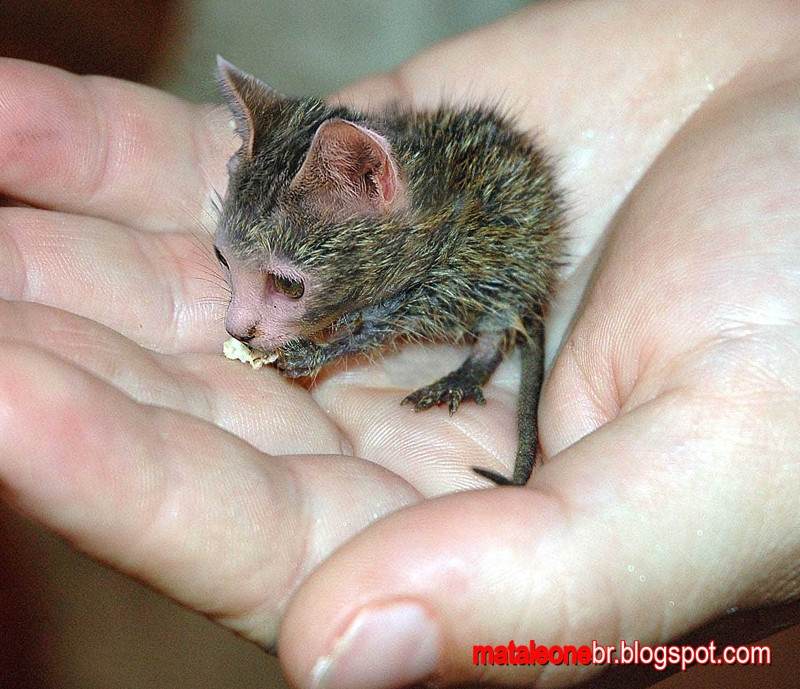 Steve, The Born Again Christian Cat-Rat (itch) - кадр 1