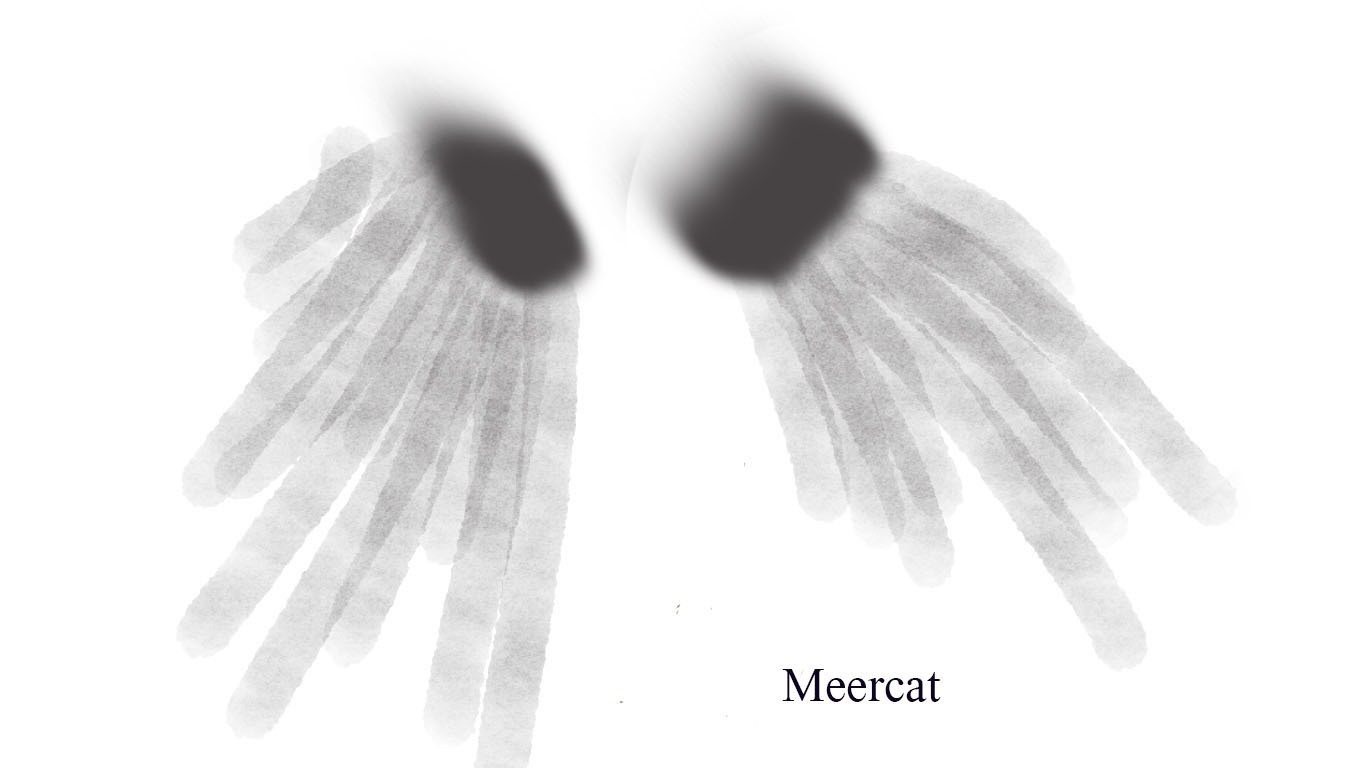 Meercat (itch) - кадр 1