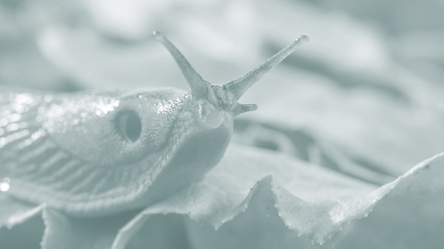 The World the Slugs Made (itch) - кадр 1