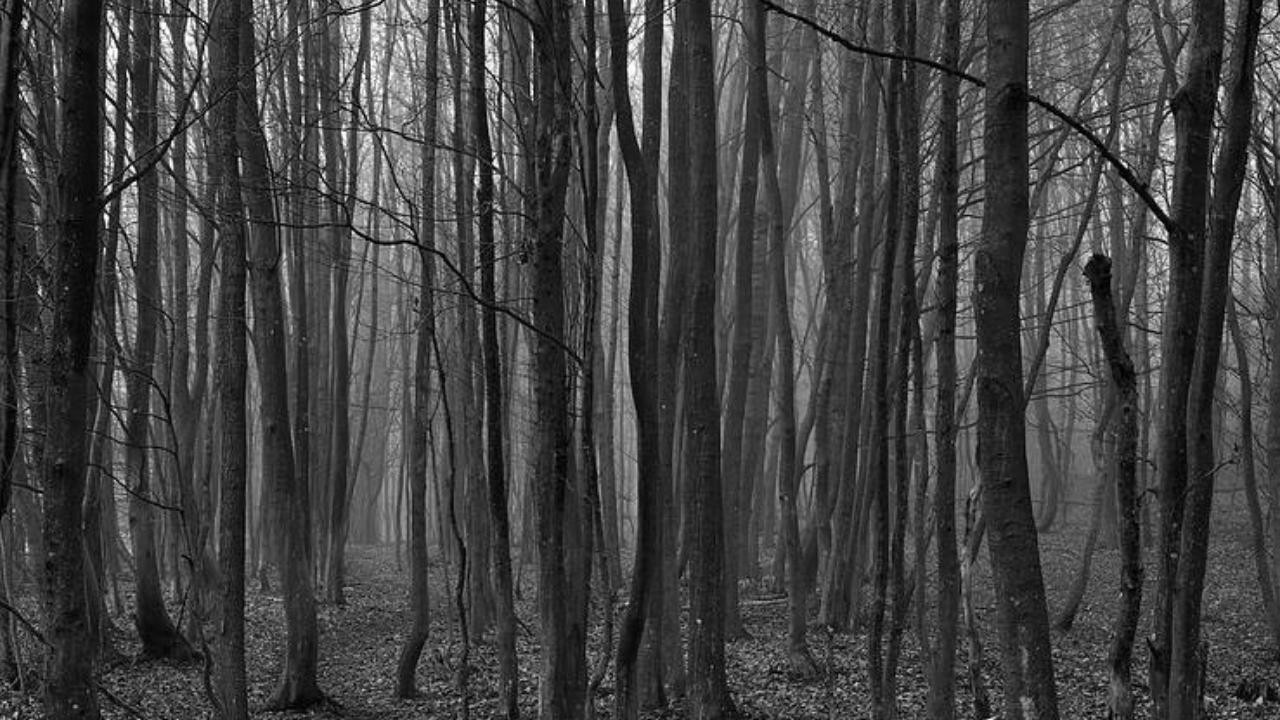 The Devils Forrest (itch) - кадр 3