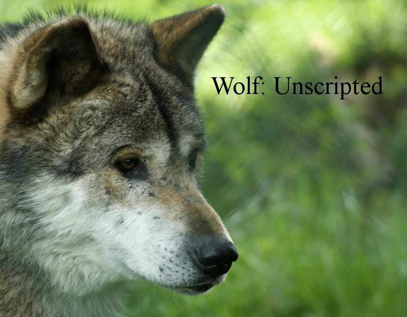 Wolf:Unscripted (itch) - кадр 1