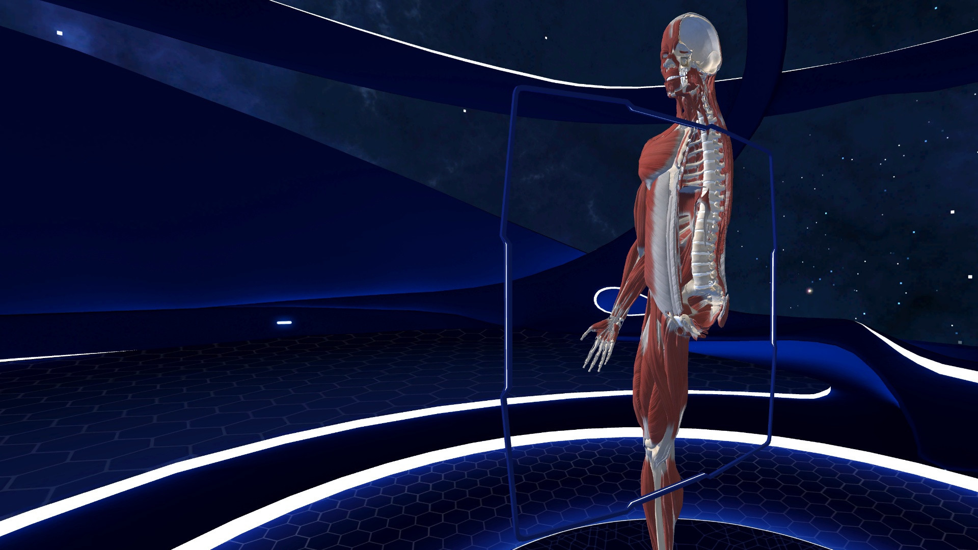 Human Anatomy VR - кадр 6