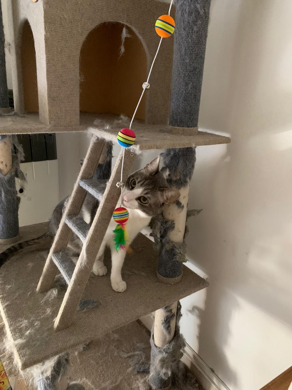 Cat Clicker (itch) - кадр 1