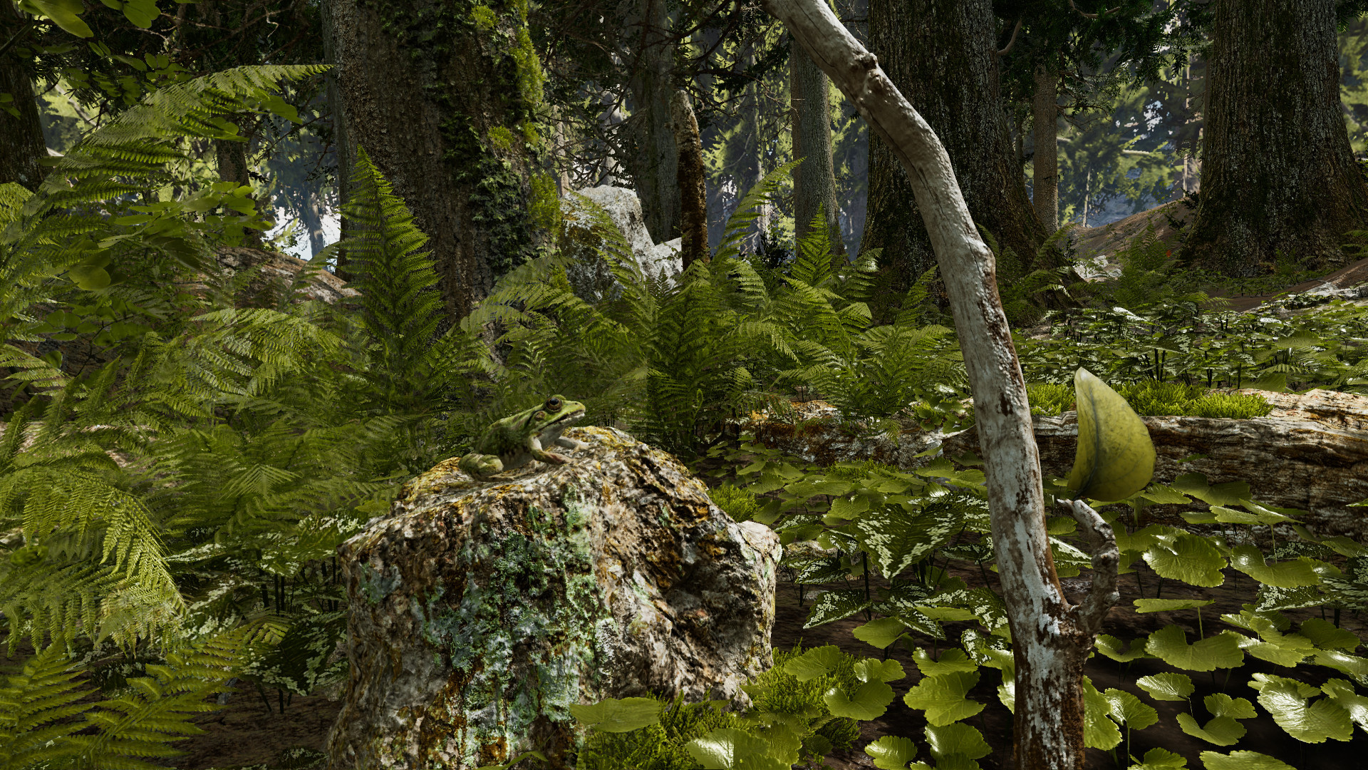 Shinrin-yoku: Forest Meditation and Relaxation - кадр 5